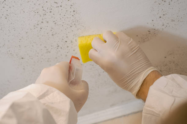 Best Mold Damage Restoration  in Ferrysburg, MI