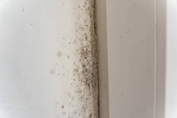 Mold Odor Removal Services in Ferrysburg, MI